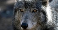 Isle Royale National Park staff kill wolf that became accustomed to human food, posing safety risk