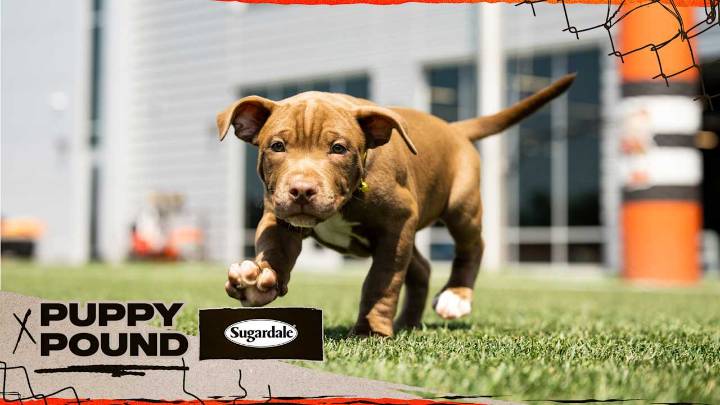 Puppy Pound at 2025 Browns Training Camp finds homes for 44 puppies