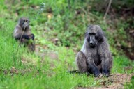 Cape Town faces backlash over proposal to kill baboons