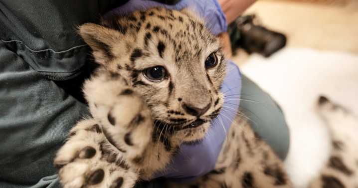 Endangered baby snow leopard gets first health check at zoo