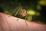 First equine West Nile Virus case is swiftly followed by 6 more in Minnesota