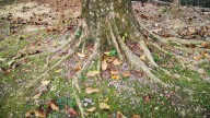 The Best Ways To Plant A Tree In Your Yard To Prevent Problems With Exposed Roots In The Future