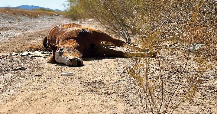 Verano mortal azota a sonorenses; presas en su más bajo nivel