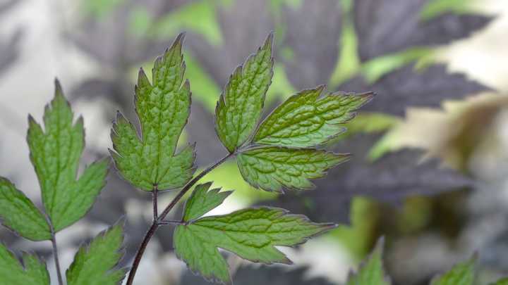 The Striking Perennial Plant That'll Grow Tall And Lush In Your Shade Garden
