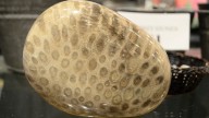 How to know if it's a Petoskey or Charlevoix stone