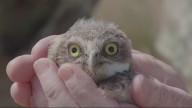 How barrels helped bring burrowing owls from the brink