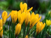 Armá tu ramo de flores amarillas: estas son las 5 plantas que se pueden sembrar en septiembre y llenar tu jardín de color