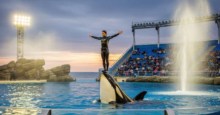 ¿Entrenadora Jessica Radcliffe fue atacada por una orca? La historia detrás del video viral