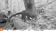 Fisher in Kent is biggest ever in Ohio. How big? More on rare animal