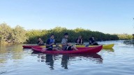 Bosque de manglares en Navopatía, en Huatabampo, Sonora