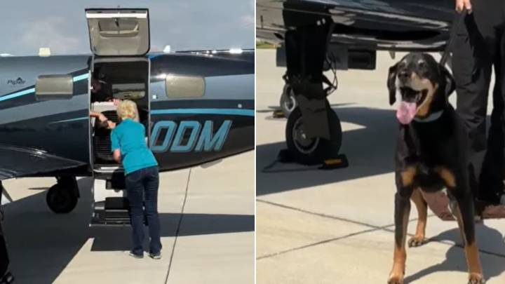 West Virginia Rescuers Checked This Dog’s Microchip Only To Find Out Shocking Truth About His Origin