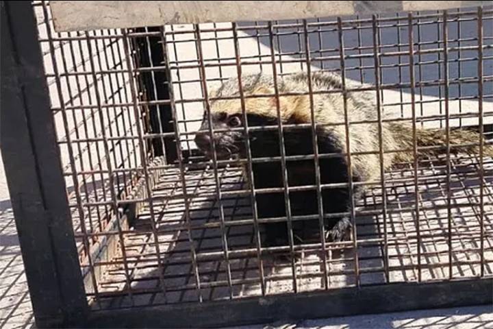 Rescataron un hurón que era “domesticado” en un domicilio de Paraná Campaña