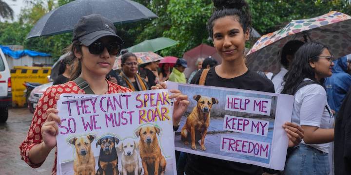 Corte Suprema de India ordena liberar a los perros callejeros retirados de Nueva Delhi