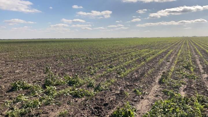 Peligra un millón de hectáreas por falta de apoyo en Tamaulipas