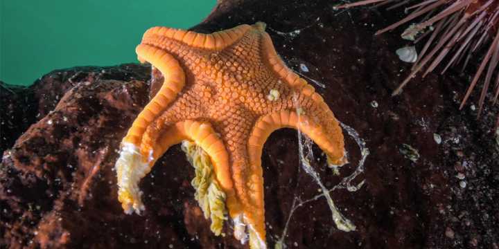 Researchers pinpoint cause of death for billions of sea stars