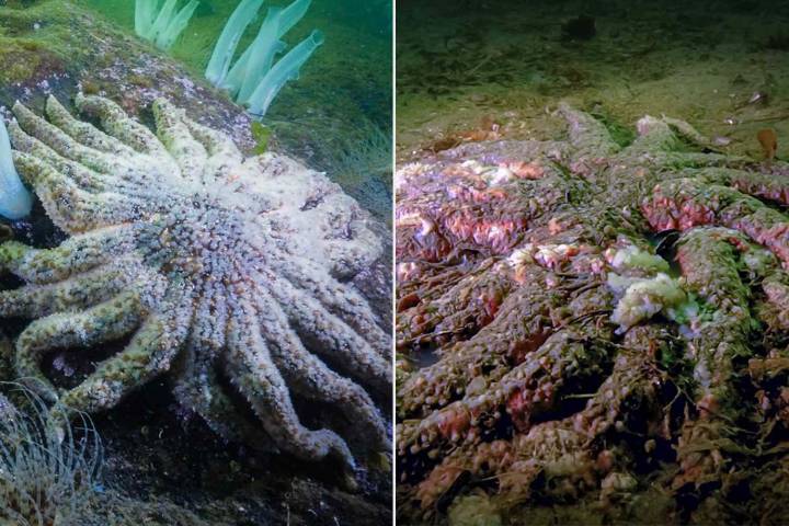 5 Billion Sea Stars Have Shattered and Died Over the Past 10 Years, Scientists May Finally Know Why