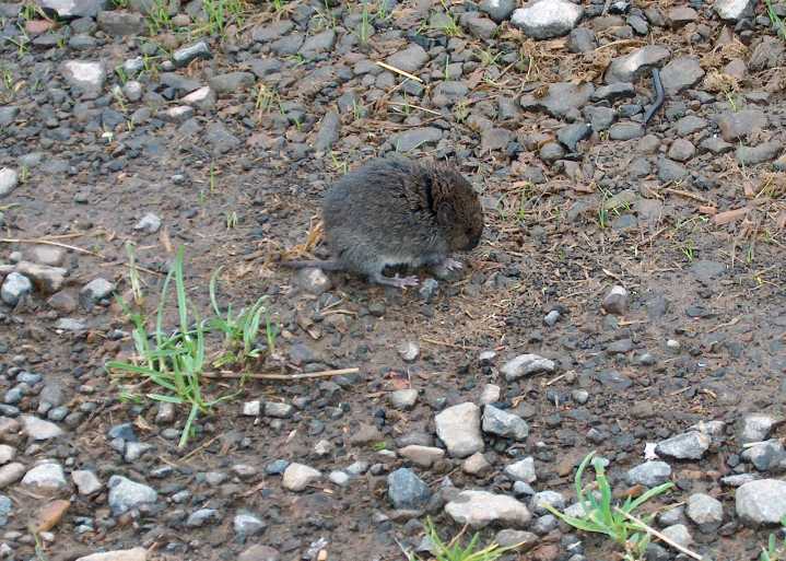 Conservationists again sue U.S. Fish and Wildlife for denying Oregon red tree voles protection