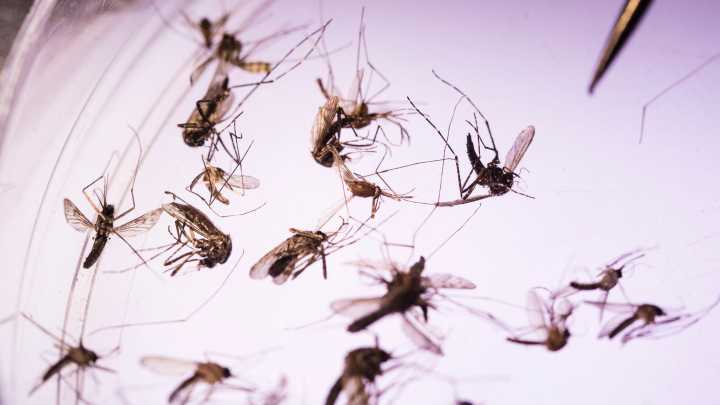 Kent County resident is Michigan's first West Nile virus death of 2025