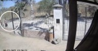 Monstruo le tiró agua hirviendo a una perrita: "Logramos identificar al responsable"