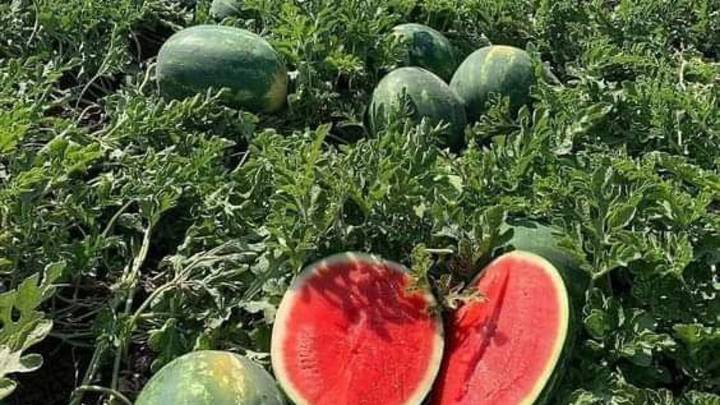 Herido un hombre de 60 años al caerle encima un palé de sandias en Tomelloso
