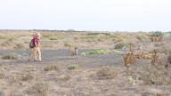 El Cabildo de Lanzarote refuerza las investigaciones sobre los casos de envenenamiento animal