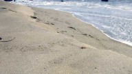 Nahant Short Beach water rescue