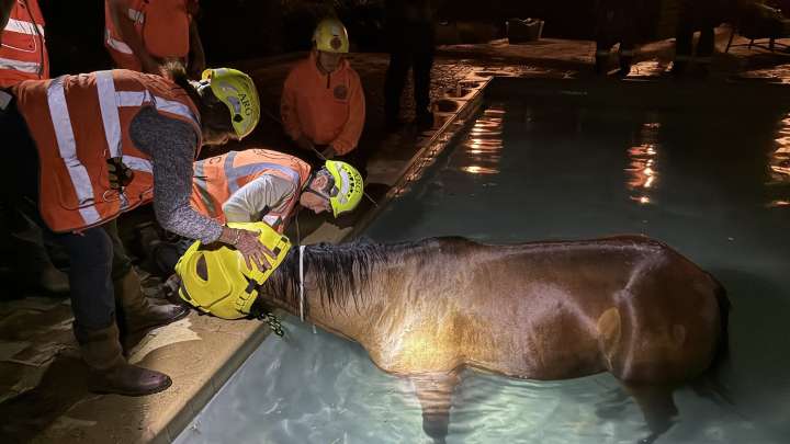 See photos of dramatic horse rescue from Reno backyard pool