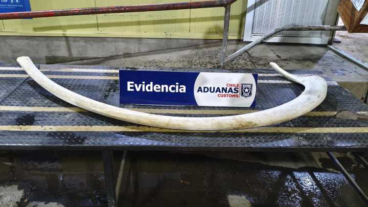 Registran insólita incautación de una costilla de ballena en paso aduanero Cardenal Samoré