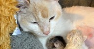 Stray cat tragically births stillborn kitten ‘with two faces’
