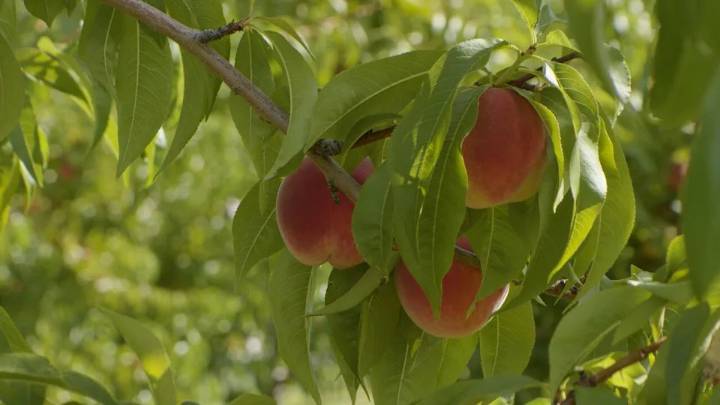 After years of losses, fruit growers in the Okanagan celebrate bountiful harvest