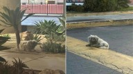 Desperate Dog From California Spent Months Next To A Restaurant, Hoping To Get Adopted, But Everyone Ignored Him