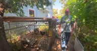 Honeybee populations getting help from bee superfood developed with technology from the Bay Area