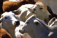 El gusano barrenador ha dejado pérdidas por mil 300 mdd a los productores de ganado en México