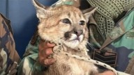 Salta: un joven tenía como mascota a un puma cachorro y lo entregó tras una denuncia anónima