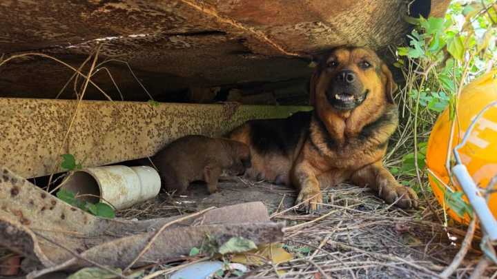 Terrified Dog Abandoned In A Texas Landfill Was Secretly Hiding Something In A Patch Of Grass