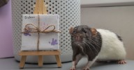 Rats painting mini masterpieces using paws as teen sells them for £500 a pop