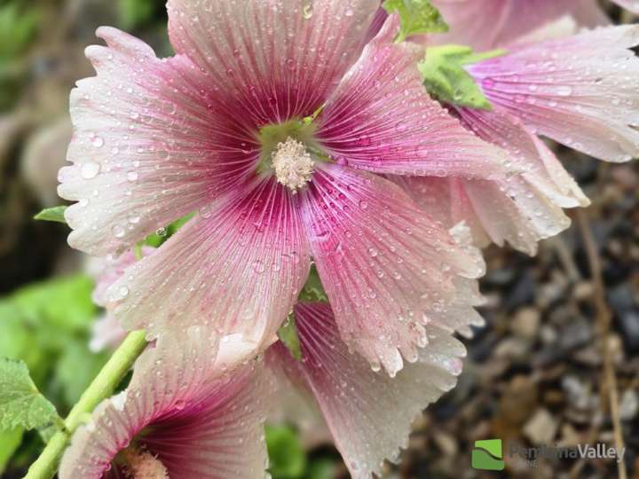 Over 600 plant categories to grace Miami’s 135