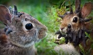 Conejos con "cuernos" en Estados Unidos: misterioso suceso tiene una sorprendente explicación biológica