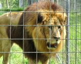 Eureka Springs wildlife refuge will get 3 African lions from Central American resort