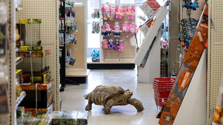 '25 years in the slow lane': Celebrating Roadblock the tortoise