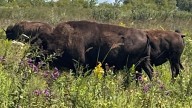 Bison back in Indiana: the IU mascot and the real, majestic animals at a public nature preserve