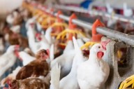 Senasa suspendió las exportaciones avícolas tras confirmar un caso de influenza aviar