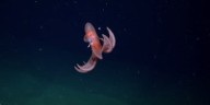 Un pulpo dio un show en vivo y acaparó todas las miradas en otra jornada de expedición en el fondo marino uruguayo