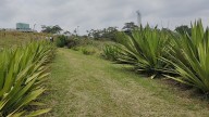 Con barreras cortafuego, buscan frenar los incendios forestales en el ecoparque Cristo Rey de Cali; así funcionan