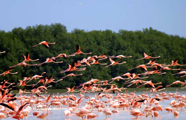 Revelan longevidad por migración de los flamencos rosa