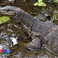 When pet requests go bad: London, Ont., mom fined for bringing lizard into Canada at Niagara border crossing