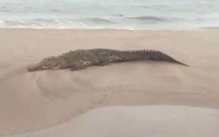 Terror en Tumbes: Cocodrilo asusta a bañistas de playa Nuevo Paraíso