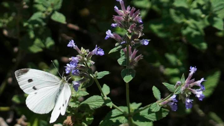 Minnesota, South Dakota U.S. senators file conservation bill