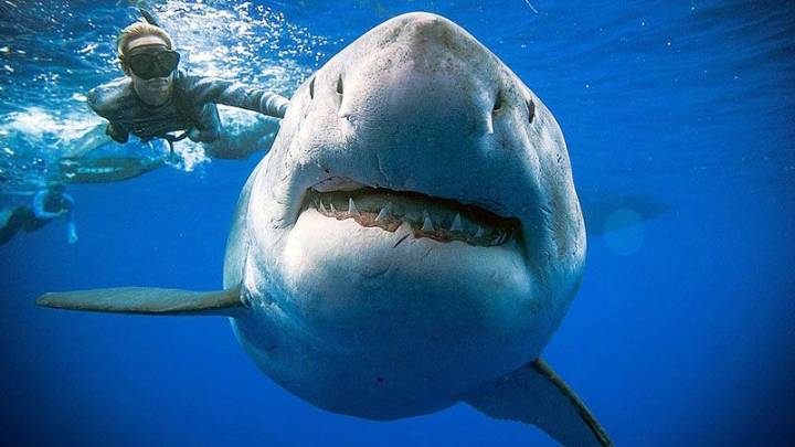 Tiburones están perdiendo sus dientes debido a acidez marina