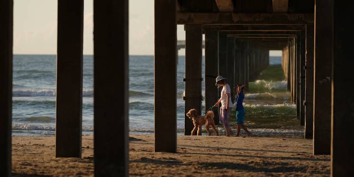 People often make wrong climate choices, a study says. One surprise is owning a dog